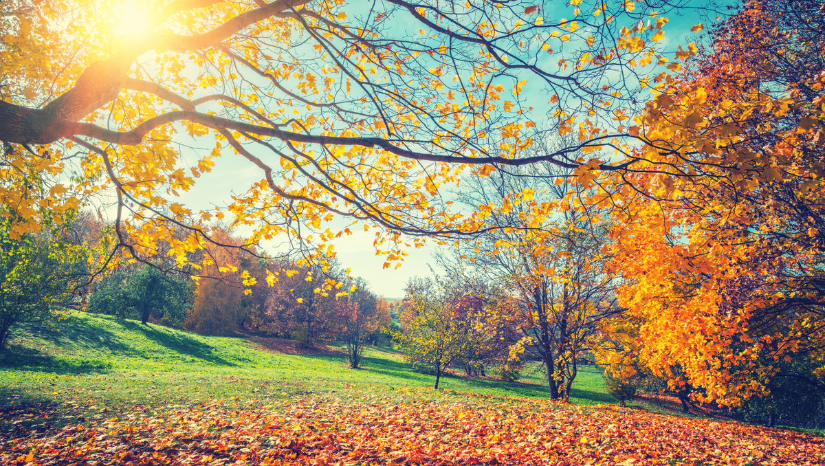 Find Autumn’s Colours: An Easy Autumn Nature Hunt for Kids