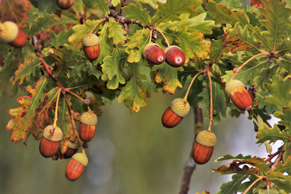 Find an Acorn: An Autumn Acorn Hunt for Kids | Little Sprouts Weekend