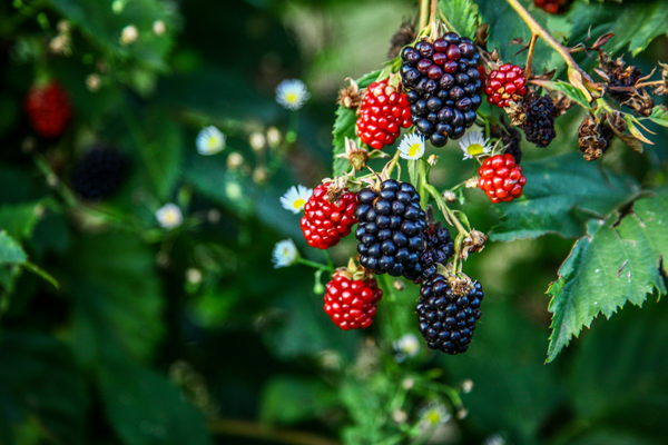 Find the Ripening Blackberries: The Little Sprouts Weekend