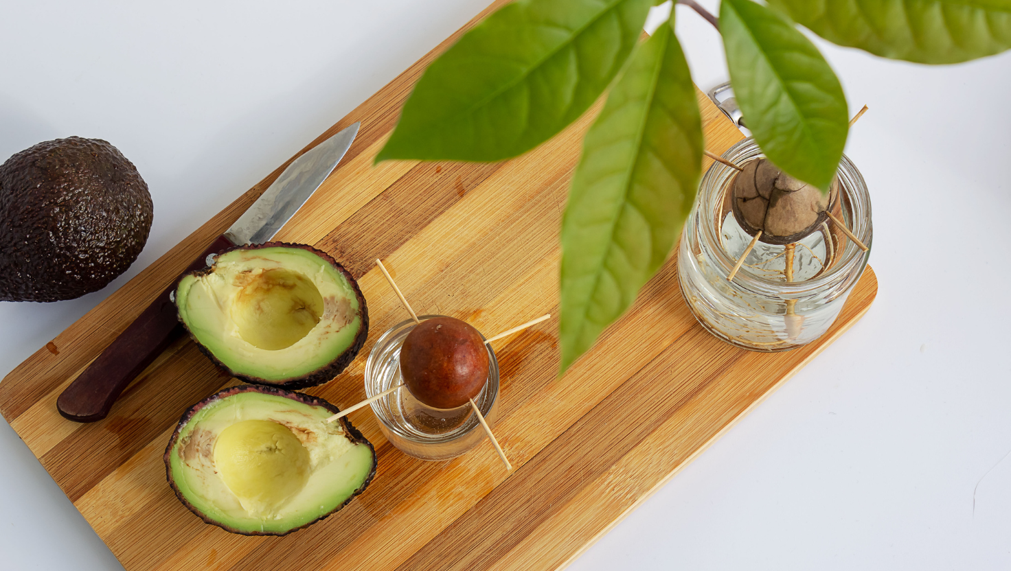How to Grow an Avocado Tree from Seed (Two Methods That Actually Work)