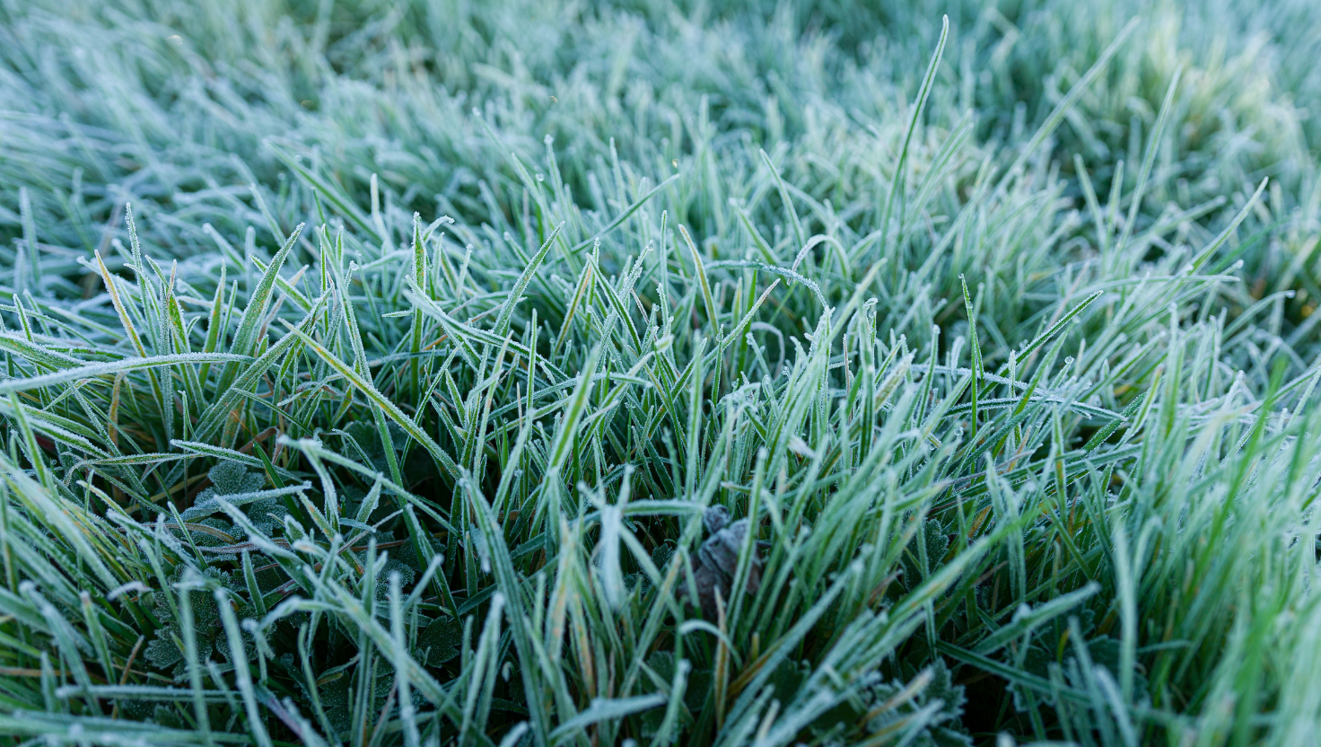 Ireland Frost Risk in May — When Is It Safe to Plant Out?