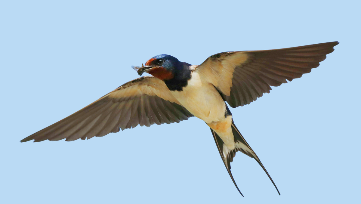 Look Up for the Swallows: The Little Sprouts Weekend