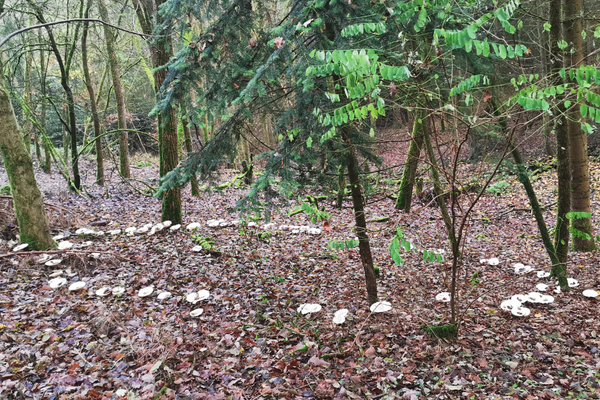 Look for a Fairy Ring: The Little Sprouts Weekend Week 3