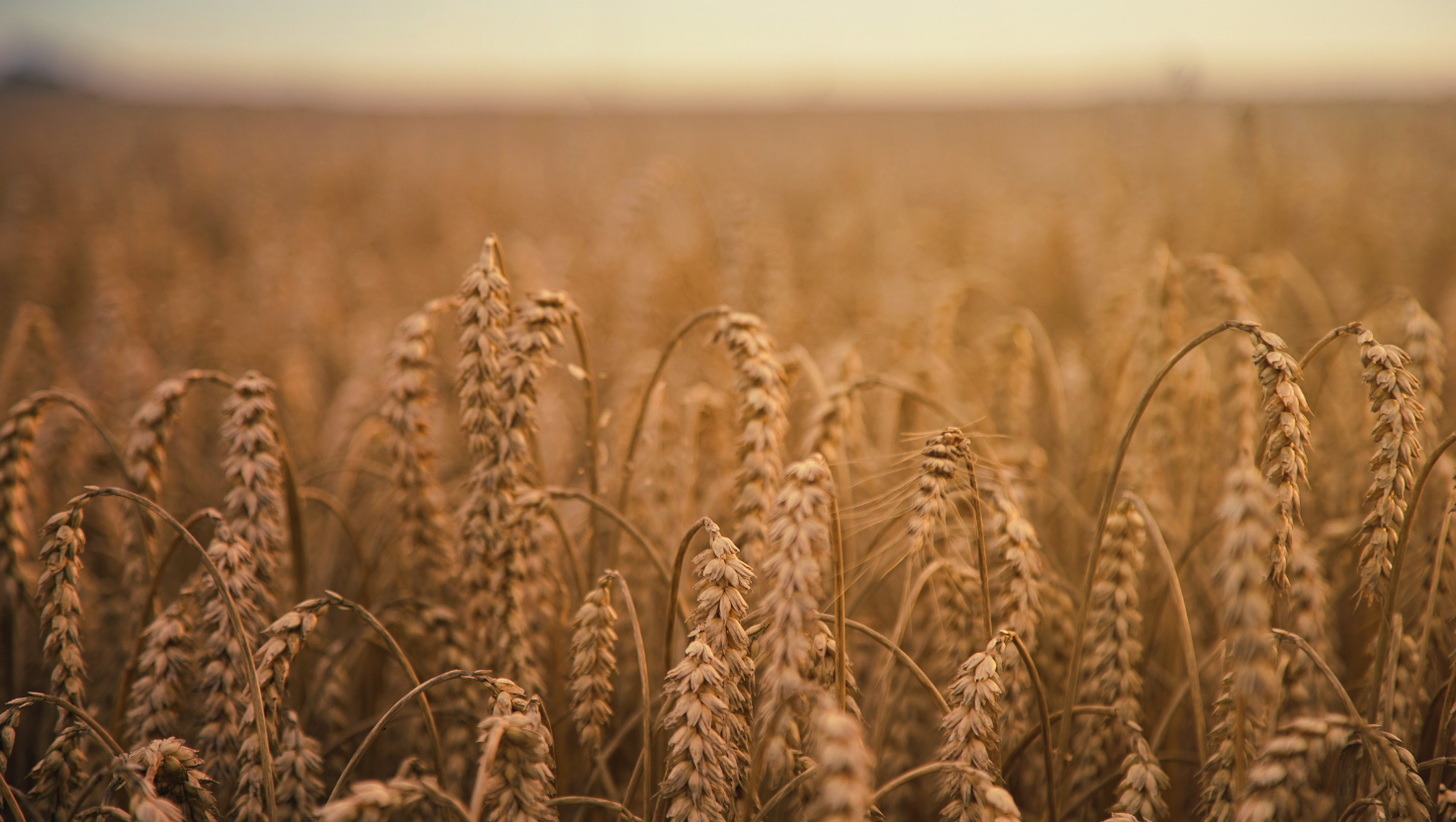 Lughnasa: The Irish Harvest Festival and What It Means for Families