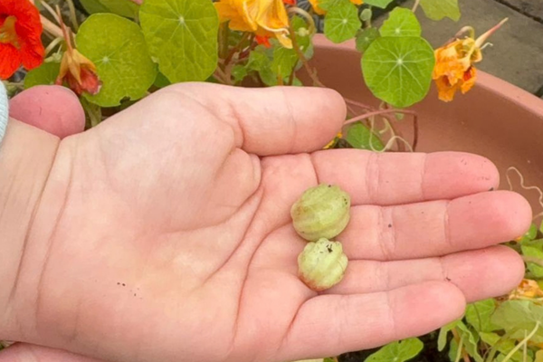 Save a Seed for Next Year: The Little Sprouts Weekend